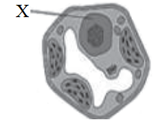 يمثل الشكل المجاور خلية نباتية، يؤدي الجزء (X) فيها وظيفة